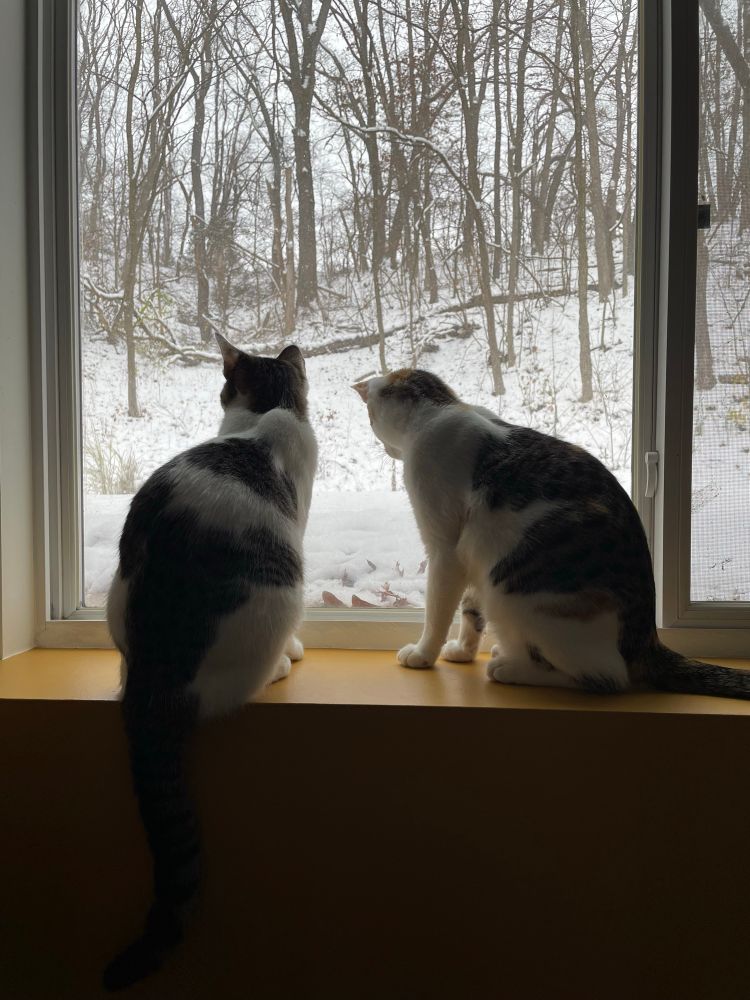 Juniper and Willow sitting side by side on a ledge looking out a window at a snowy landscape