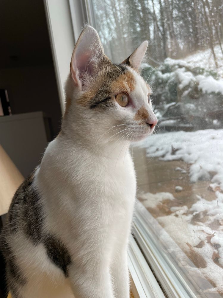 Willow the cat looking wide eyed at snow through a window