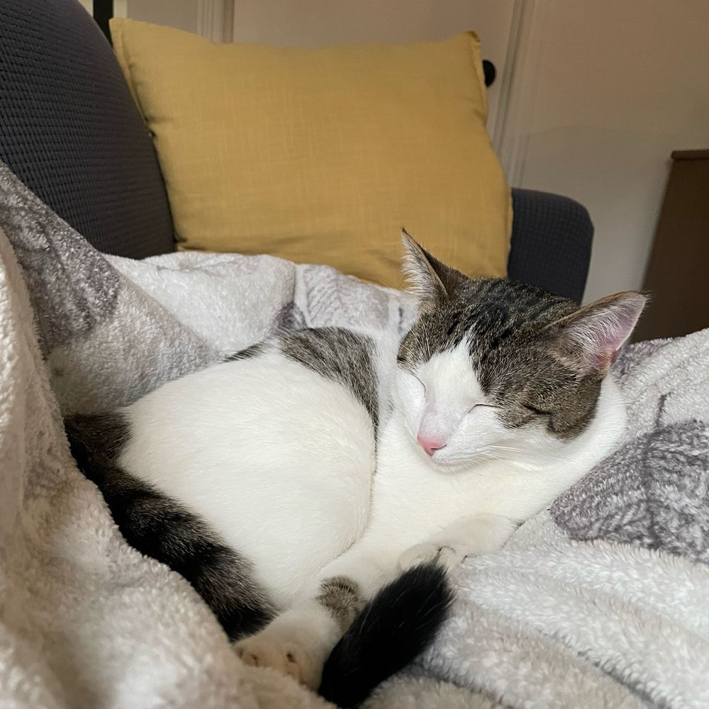 A photo of a white and gray tabico cat laying on a white blanket, asleep
