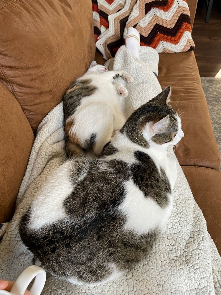 The second cat from the previous post has moved, both cats are now laying on my legs and trapping me here