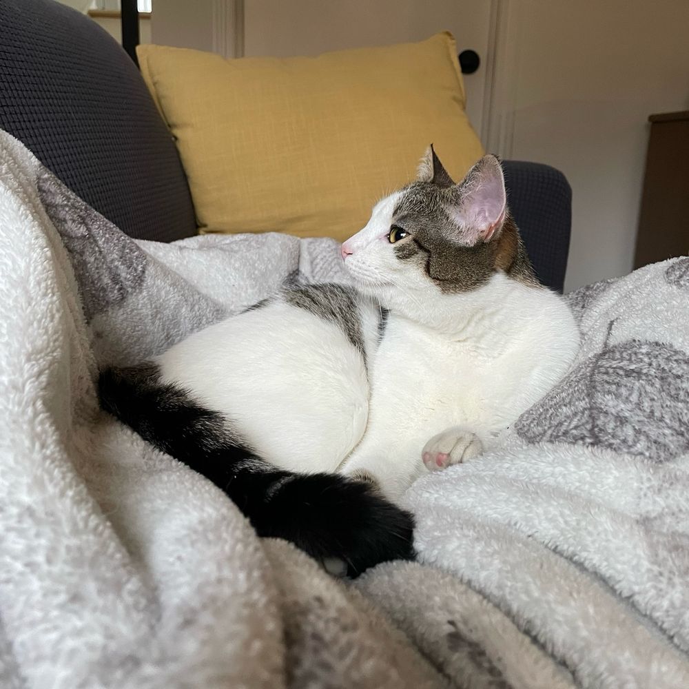 A photo of a white and gray tabico cat laying on a white blanket, looking off to the side