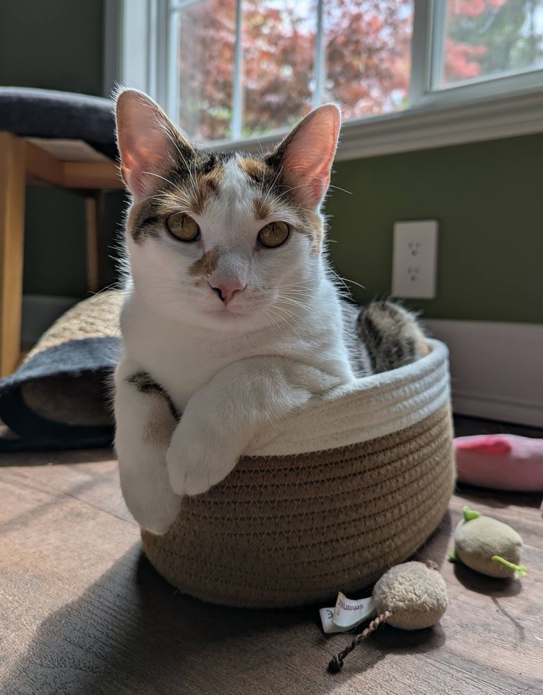 A photo of Willow, a mostly white tabby/calico cat looking beautiful sitting in a woven basket