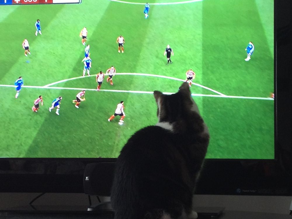 Luigi, a black and white cat, apparently engrossed in the TV image of an on-going soccer game. Hard to say more; this is from 2015. Luigi (bless her feline heart) has long since gone to the Daisy Hill Puppy Farm for Felines. Photo taken on my iPhone 4S. No post-processing save reduce size.