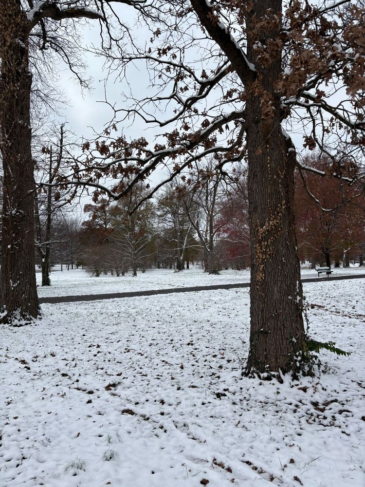 A winter urban park scene with snow on tree branches and the ground