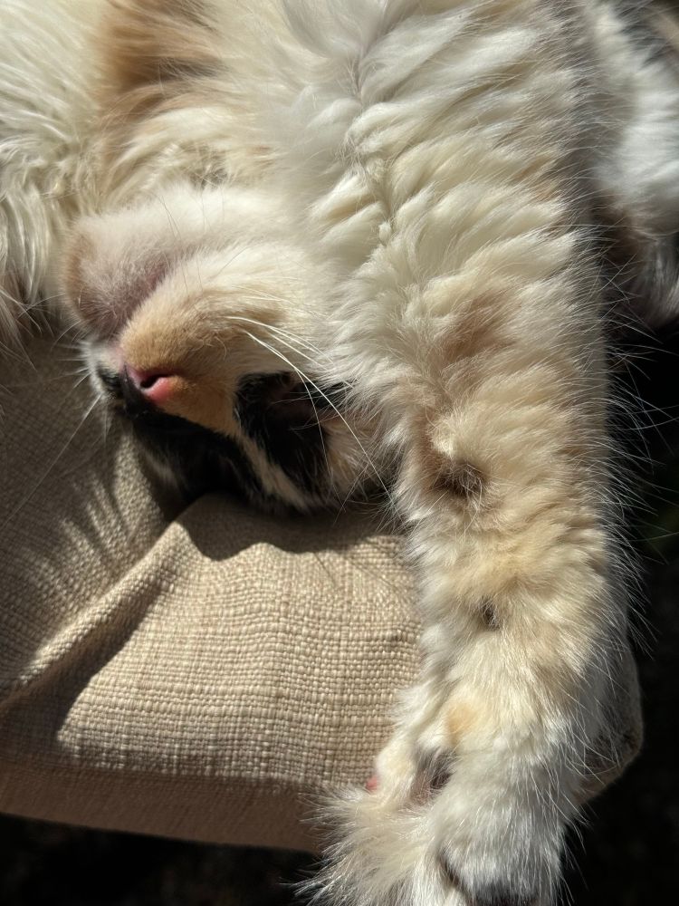 Sleepy white cat has paws out stretching upside down