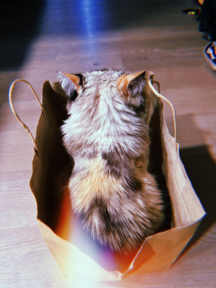 White cat with brown spots and long hair is sitting in a grocery bag facing away from the camera. 