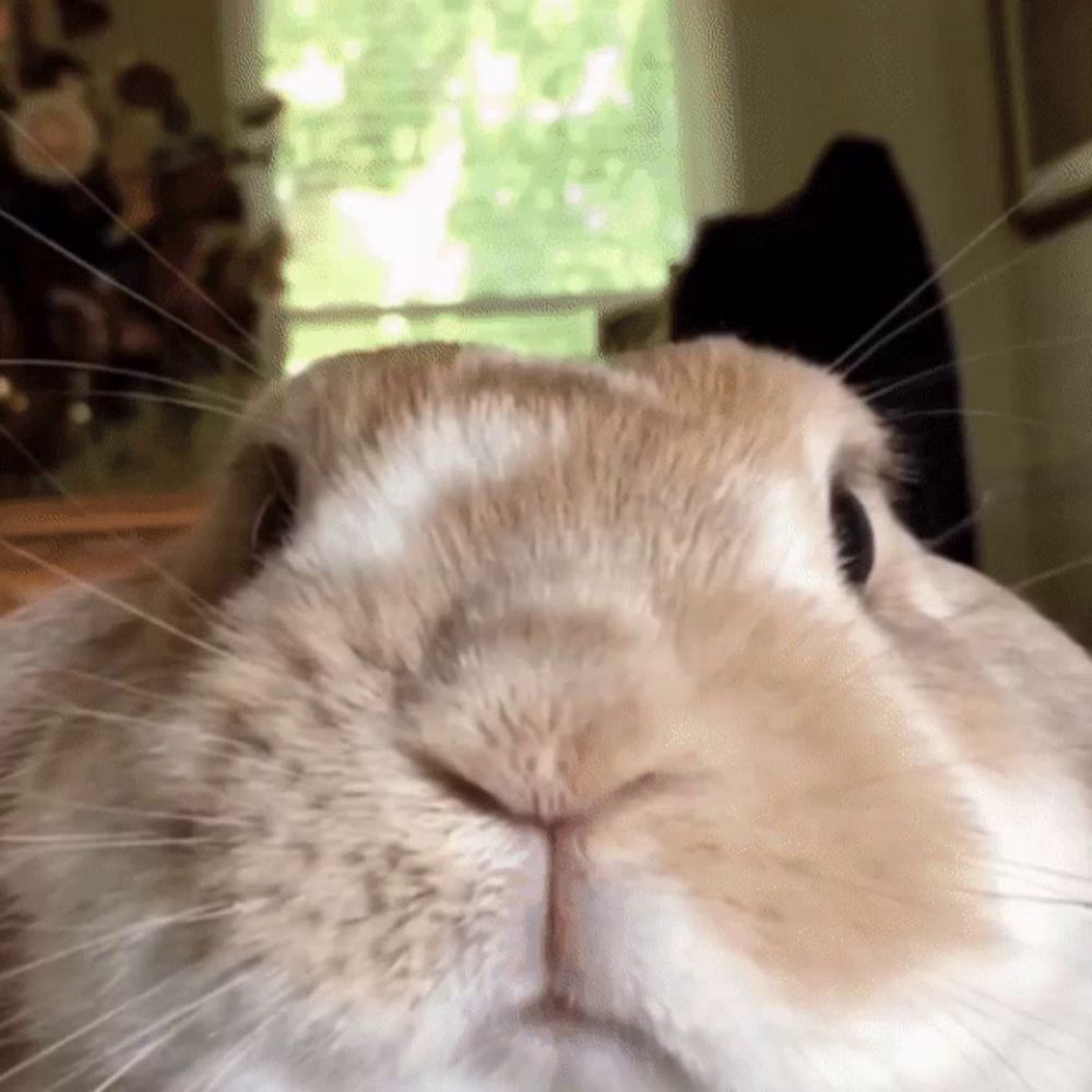 a close up of a brown and white rabbit 's face