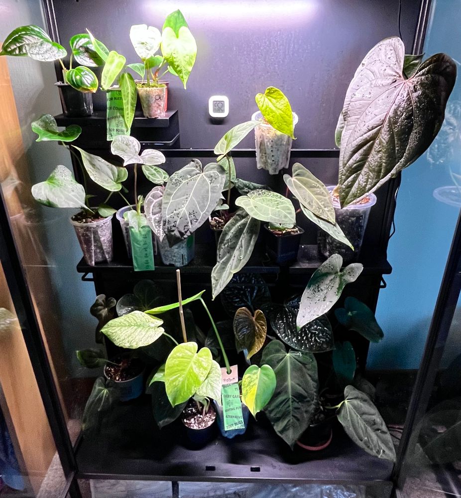 Collection d’anthuriums et deux monstera (mint et aurea)dans une vitrine IKEA transformé en serre tropicale 