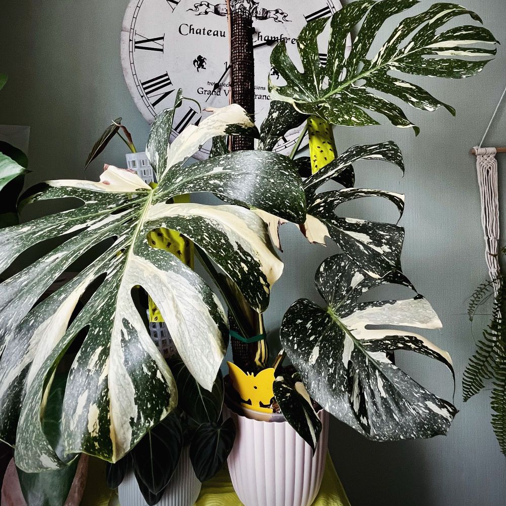 Monstera thaï constellation 