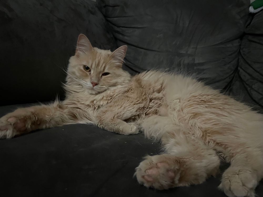 orange cat lounging on the couch