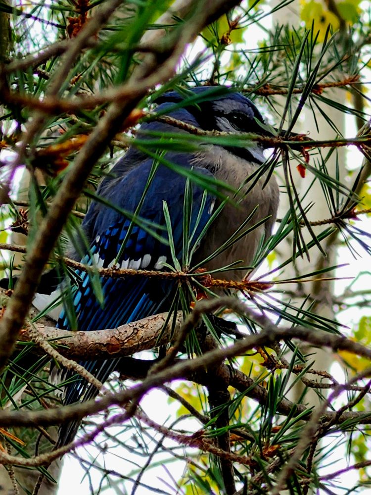Injured blue jay sitting in a pine tree.