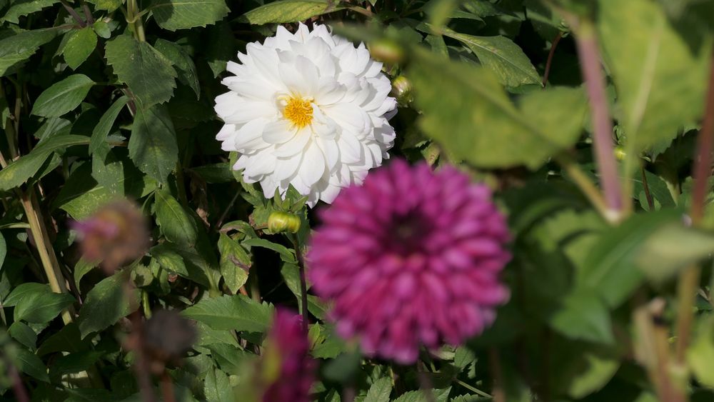 Das Bild zeigt eine weiße Blume mit einem gelben Zentrum im Hintergrund, die von grünen Blättern umgeben ist. Im Vordergrund ist eine unscharfe violette Blume zu sehen, die den Fokus leicht verdeckt.