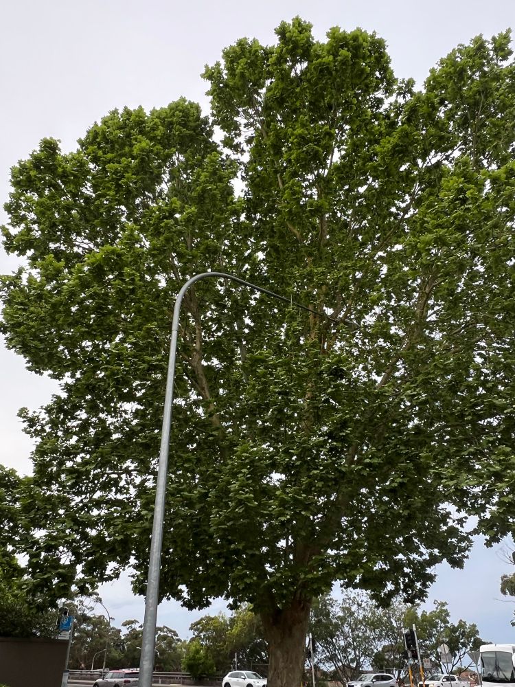 Pic of tree which may soon be chopped down to make way for a huge ugly traffic sign. 