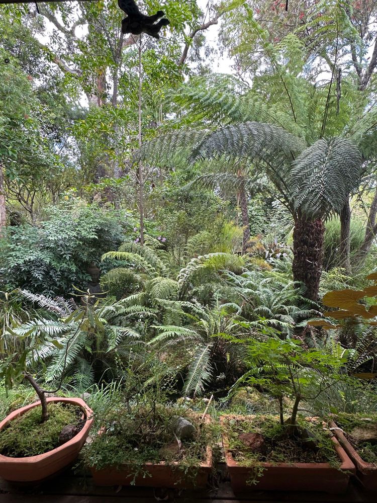 Pic of a beautiful fernery a friend has created over time in her back yard.  