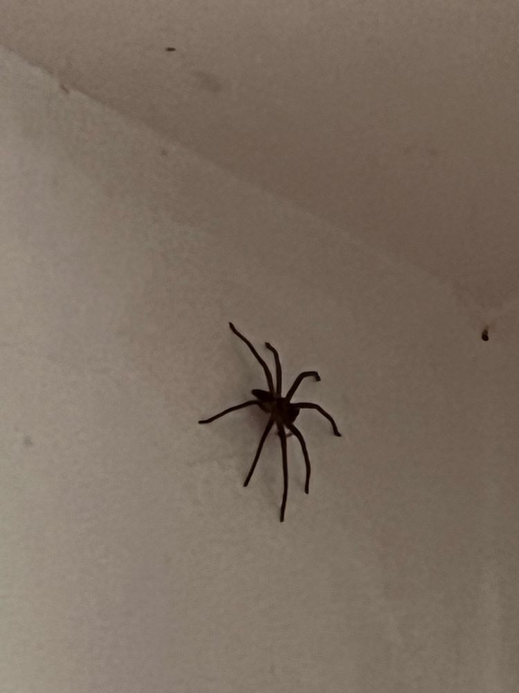 Image shows one spider. Text asks if it’s a huntsman or something else. And po sets what I should do, if anything. 🤔