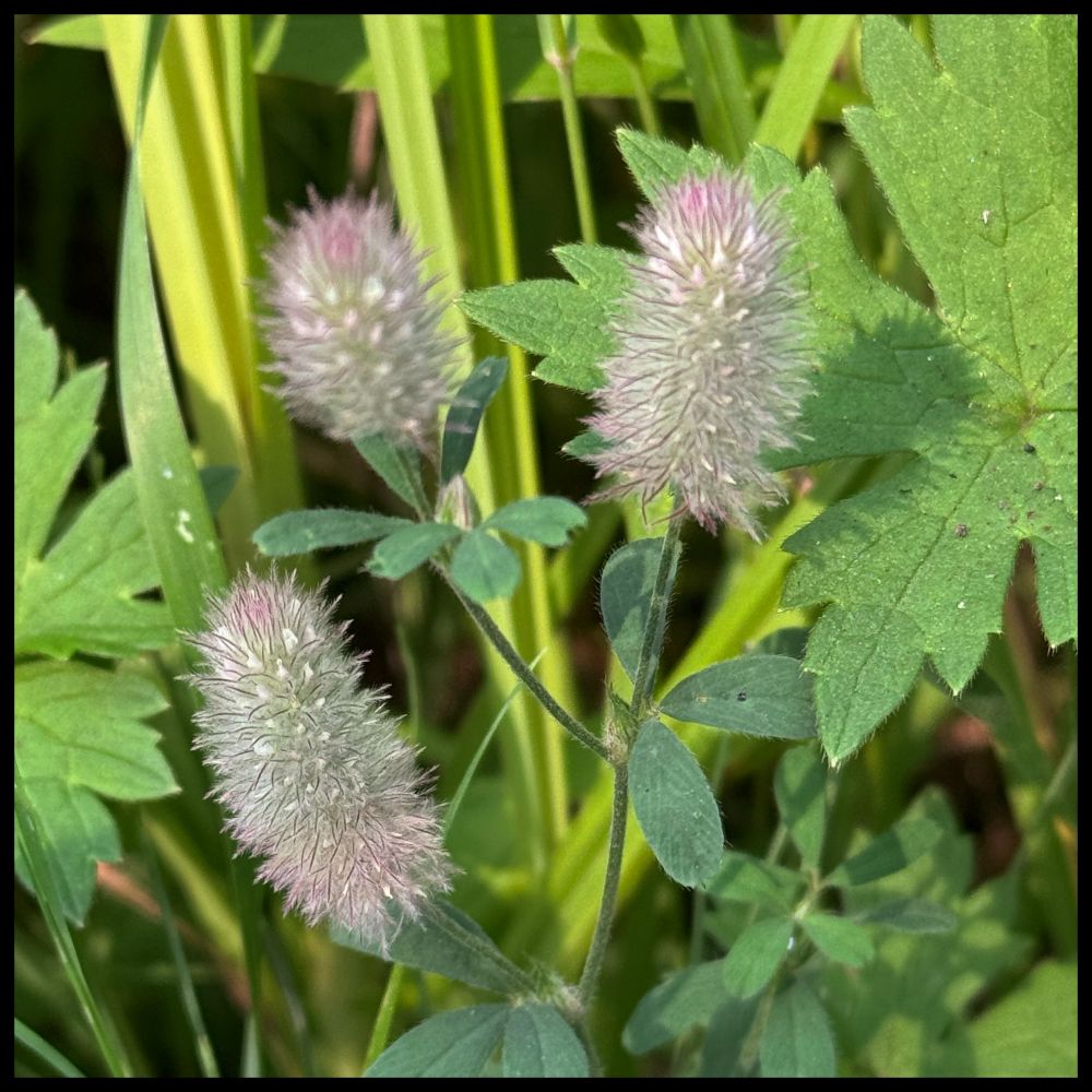A close-up of three fluffy, pale pink and white hare's-foot clover flowers. The oval-shaped flower heads are covered in soft, hair-like bristles. The three flowers are surrounded by small, dark green clover leaves and other green plant stems.