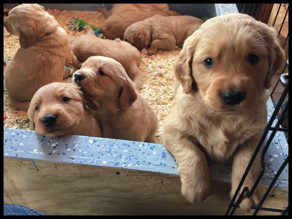 group of golden retriever puppies in a whelping box, filled with wood shavings. One light-gold puppy in the foreground, Winnie, is looking directly at the camera, resting its paws on the edge of the blue and wooden box. Several other puppies are visible in the background, some sleeping and others interacting.