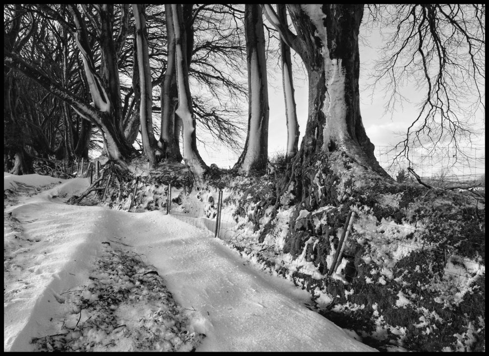 A black and white photograph of wind blown snow plastering Beech trees in an over grown hedge line on Dartmoor National Park. Snow drifts lie on the ground leading up to the hedge.