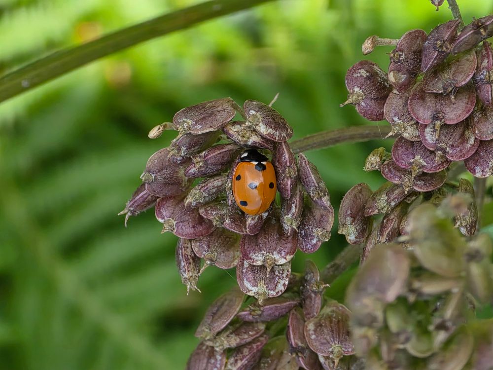 A photograph of a ladybird on a dead weed flower head, with an out of focus background. 

It's prettier than it sounds.
 