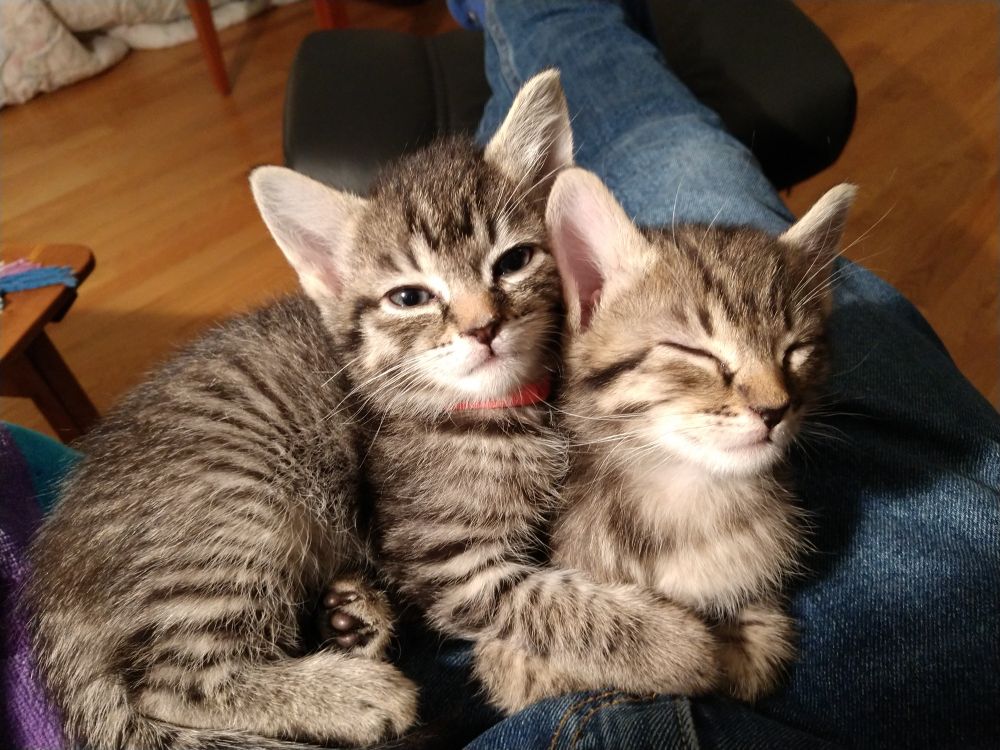 one kitten hugging a second kitten