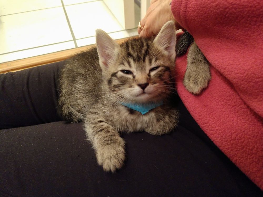 a smiling kitten