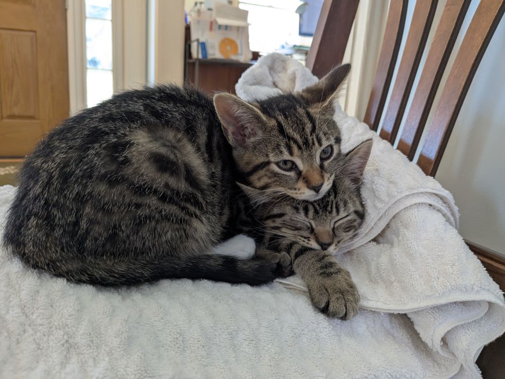 Two standard issue cats snuggling