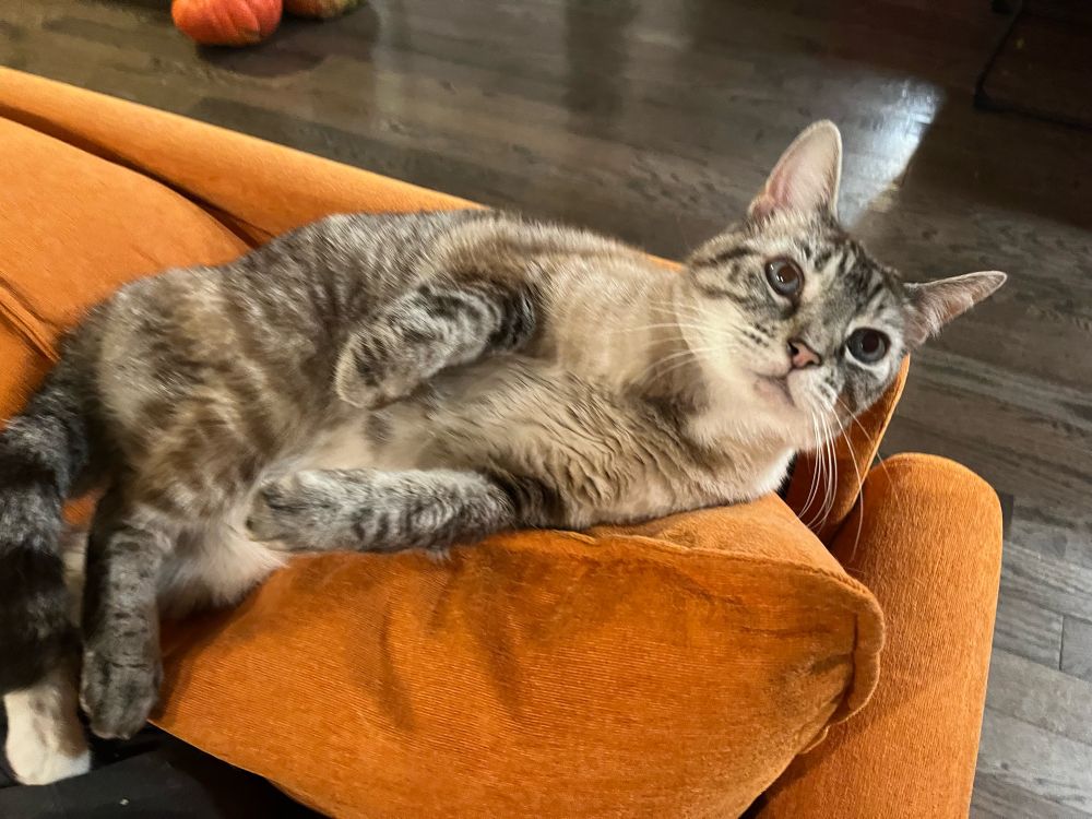 Gray cat with blue eyes lounging on orange sofa
