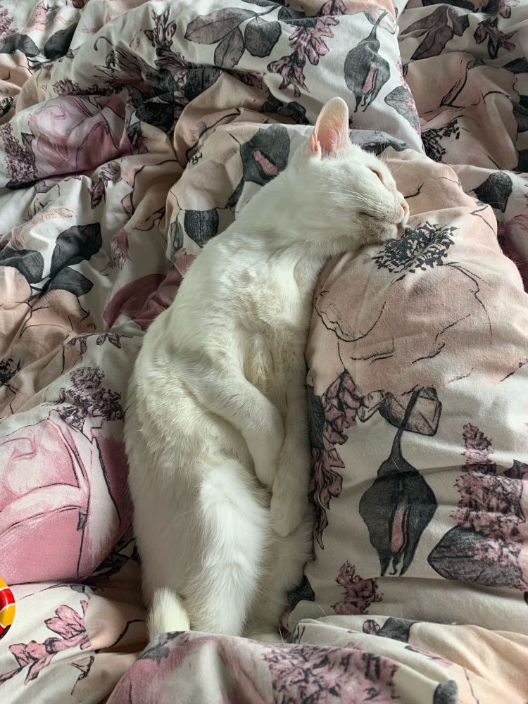 White cat lying on its back on a pink floral blanket. Looks like an uncomfortable position but the cat loves it