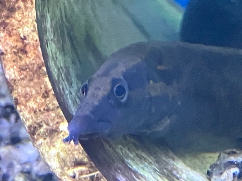 tiretrack eel is looking at you