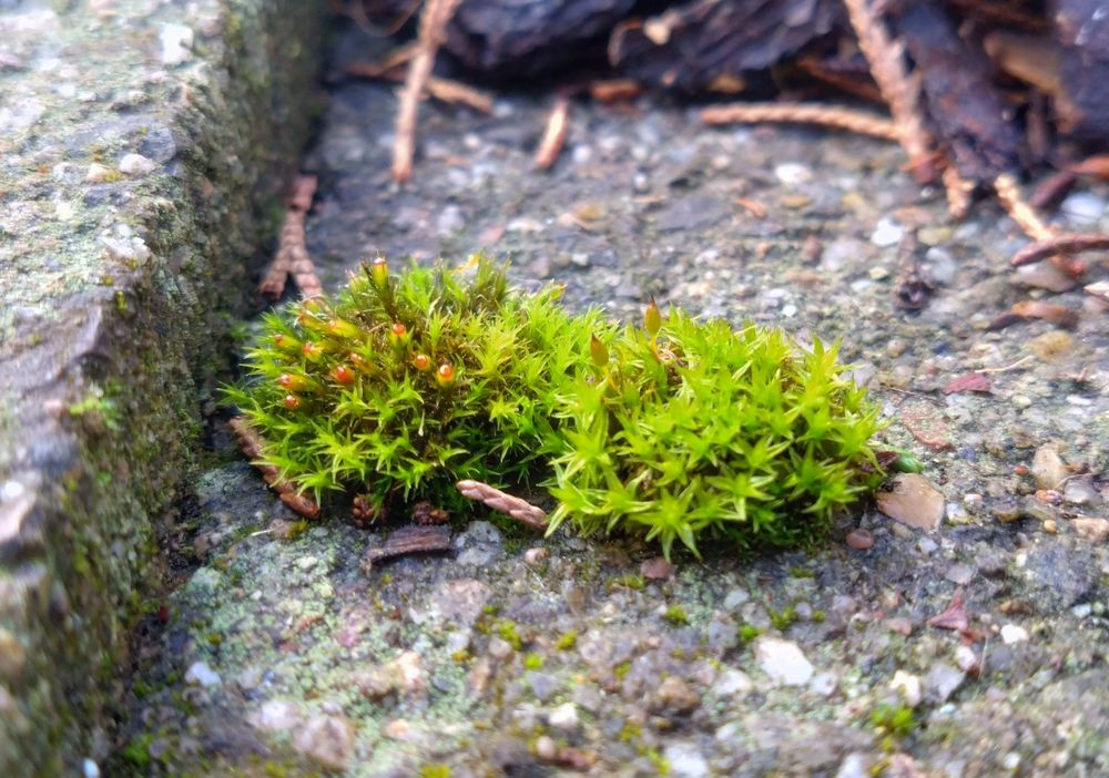 Two conjoined moss pillows, about 2 cm / 1 inch across. Fruiting bodies (little spore-filled capsules on the end of a stalk) are visible growing out of the left pillow.
The leaves look like six-pointed stars, made of two three-pointed stars, shifted against each other.