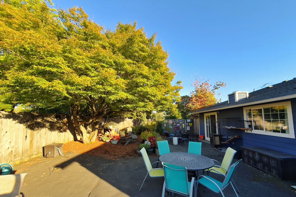 Picture of our backyard no this summer like autumn day. 