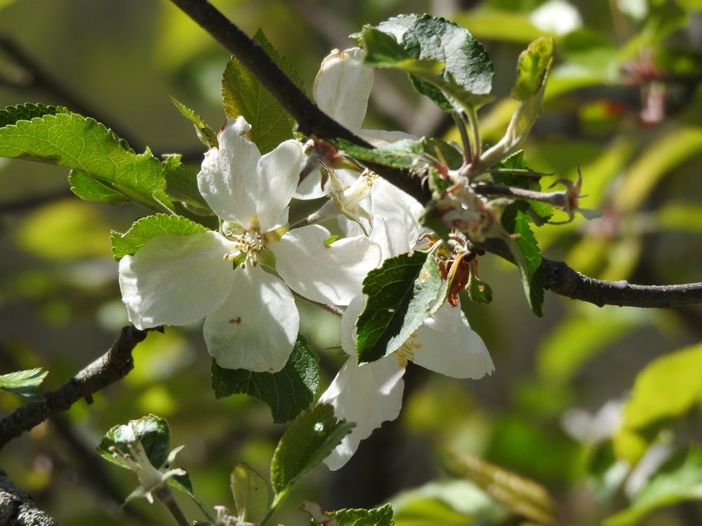 On a sunny day, small branches with dark green leaves and white blossoms, some beginning to lose petals, glow against the lighter green background.
