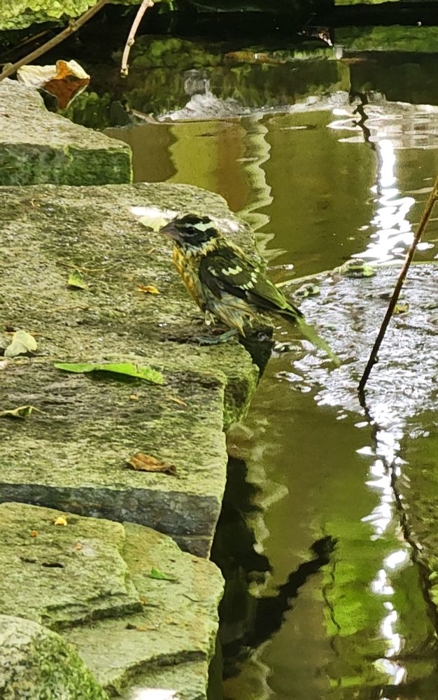 A very wet young bird is perched on the rock edge of my back garden pond.