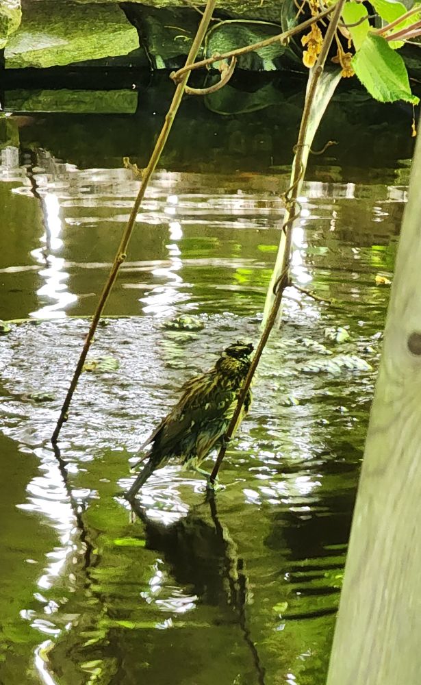 Young bird totally drenched still holding on to the kiwi fruit vine as it moves up out of the pond after bathing. 