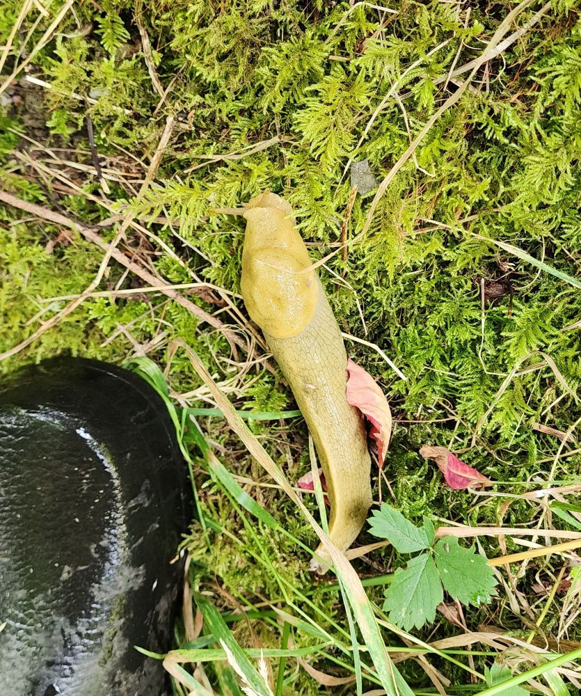 Native banana slug moving along wet moss.