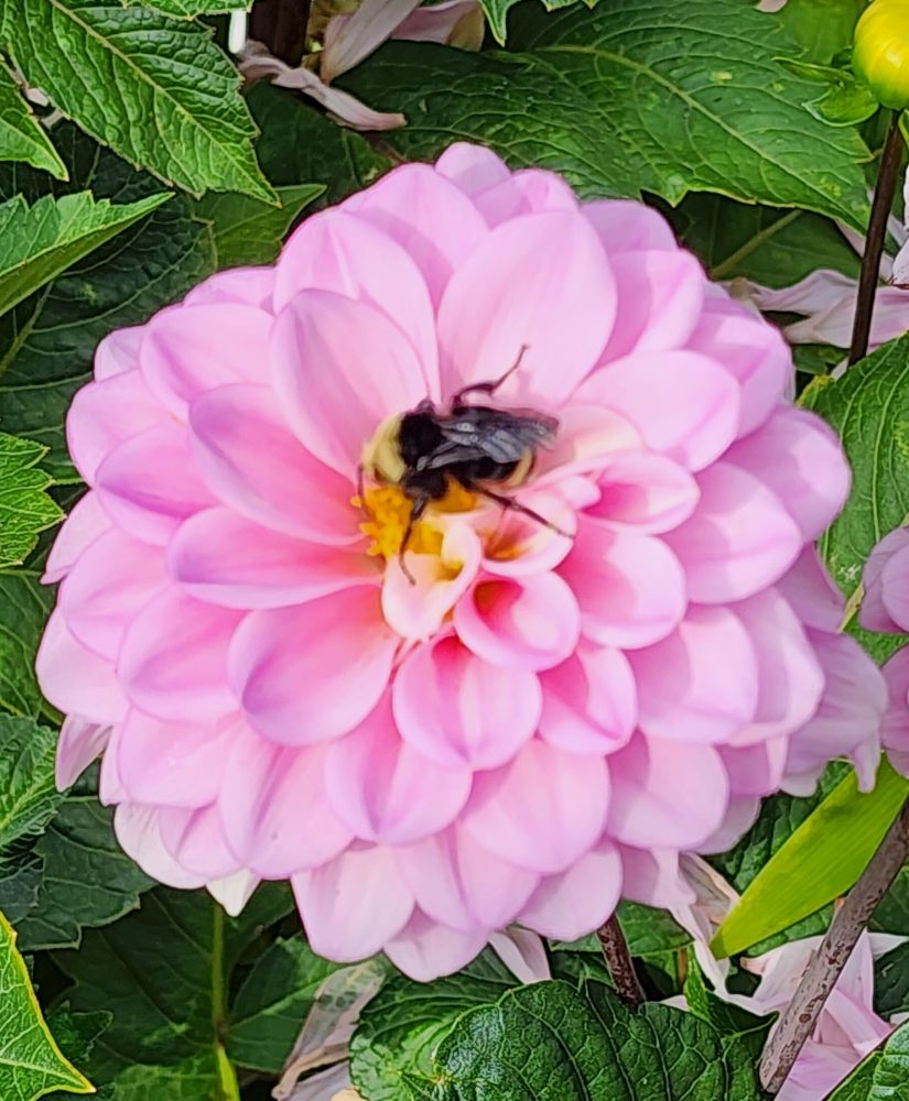 A slightly out of focus bumblebee sitting in the middle of a bubble gum pink dahlia. 
