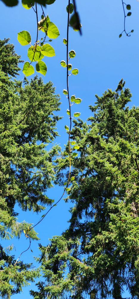 The view from my chair under the kiwi fruit vines looking up at a very blue clear sky and two 100 foot Douglas firs, with a few tendrils of kiwi fruit vine showing. 