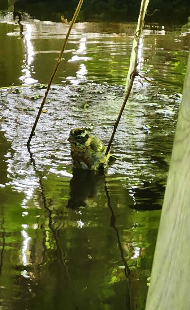 A young bird is holding on to a kiwi fruit vine that is dangling into the pond. It's managing to hold on and bathe at the same time.