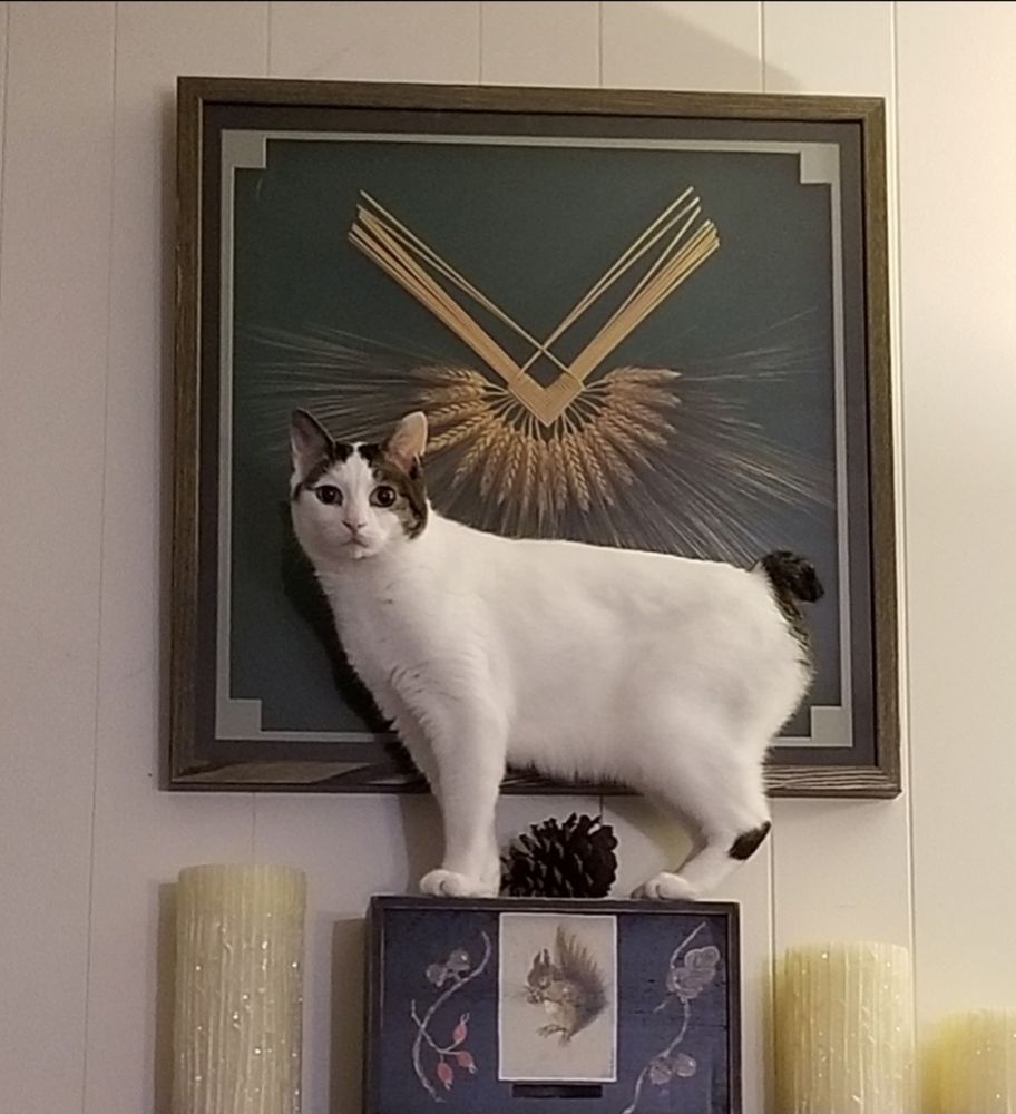 Toby a white with brown tabby spots Japanese bobtail cat is standing on top of a box with a squirrel painted on it. On the wall in back of him is a large shadow box with a wheat weaving. 