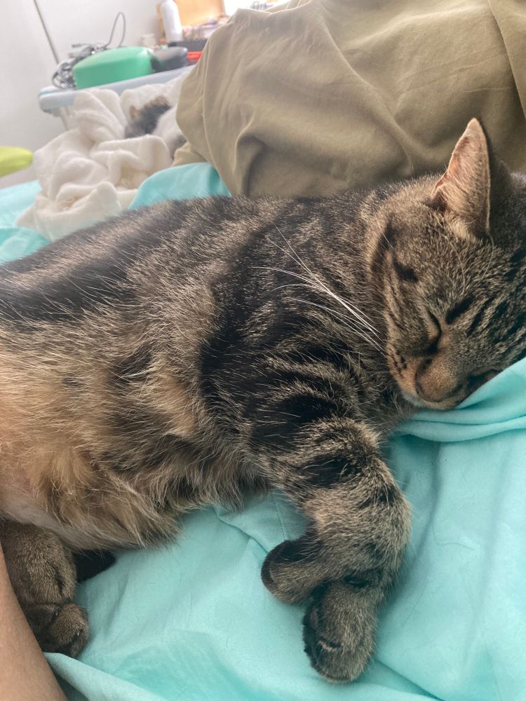 Cute cat Momo a mocha cappuccino tabby