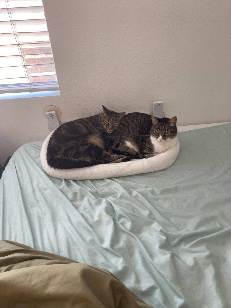 Two cute cats snuggling