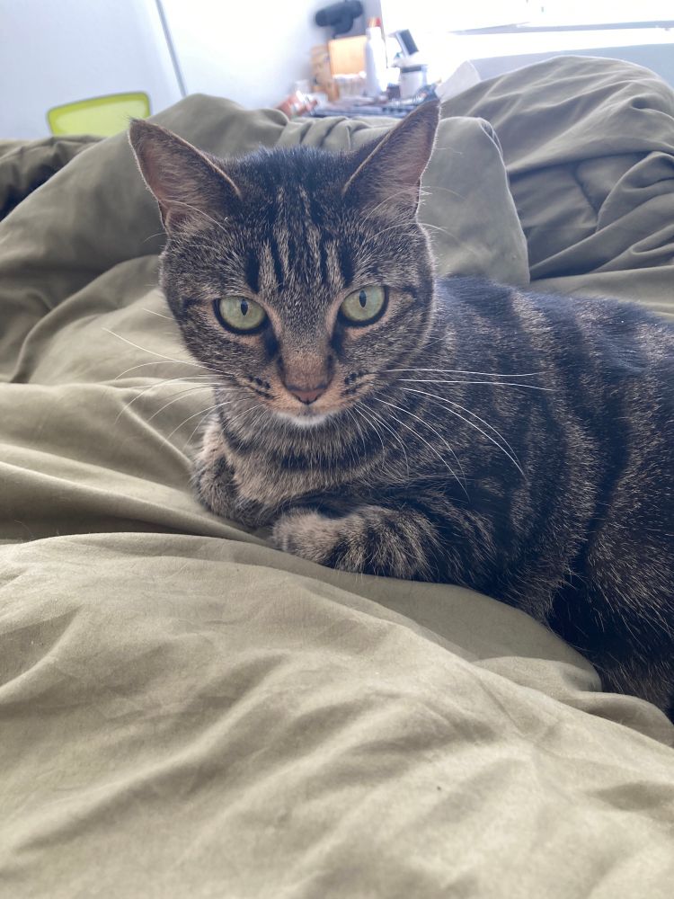 Cute tabby cat cuddling