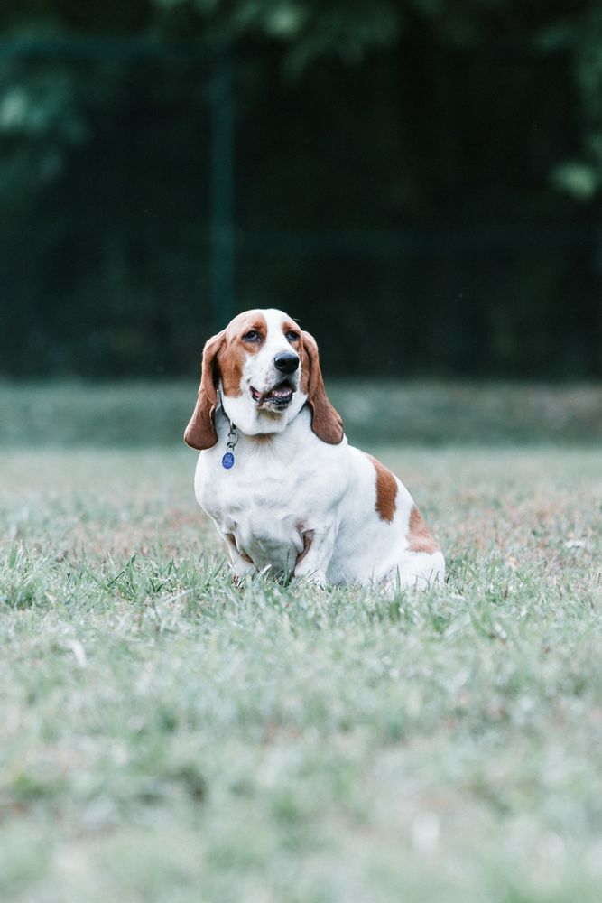 A basset hound sitting in a field looking attentively at something to the right of the viewer