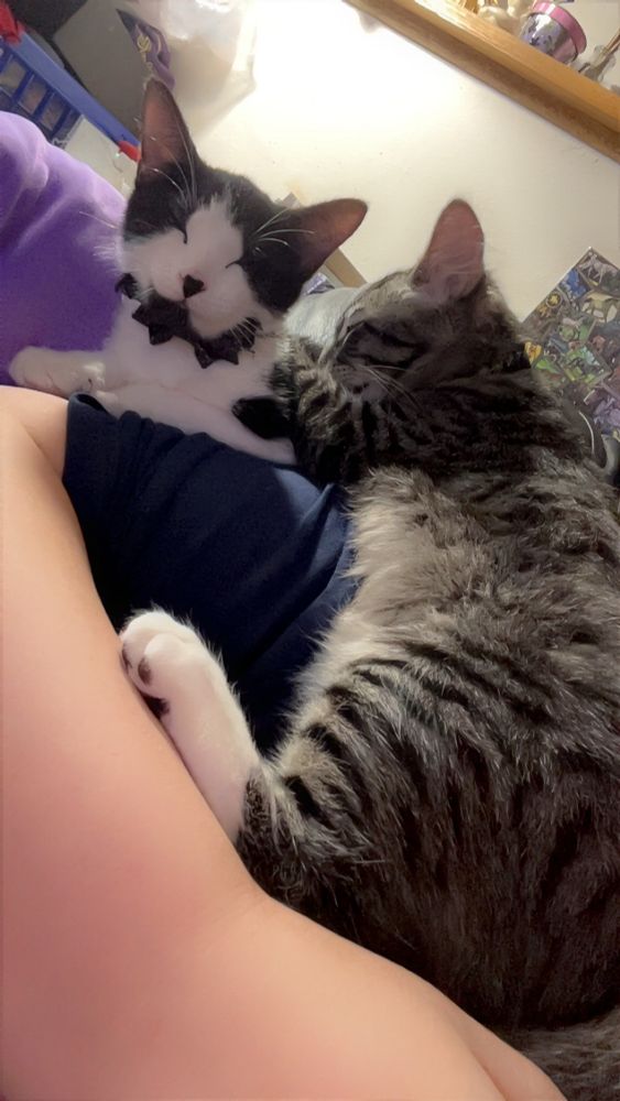 Sleeping female black and white spotted kitten, named Precious and sleeping male grey tabby kitten, named Moses