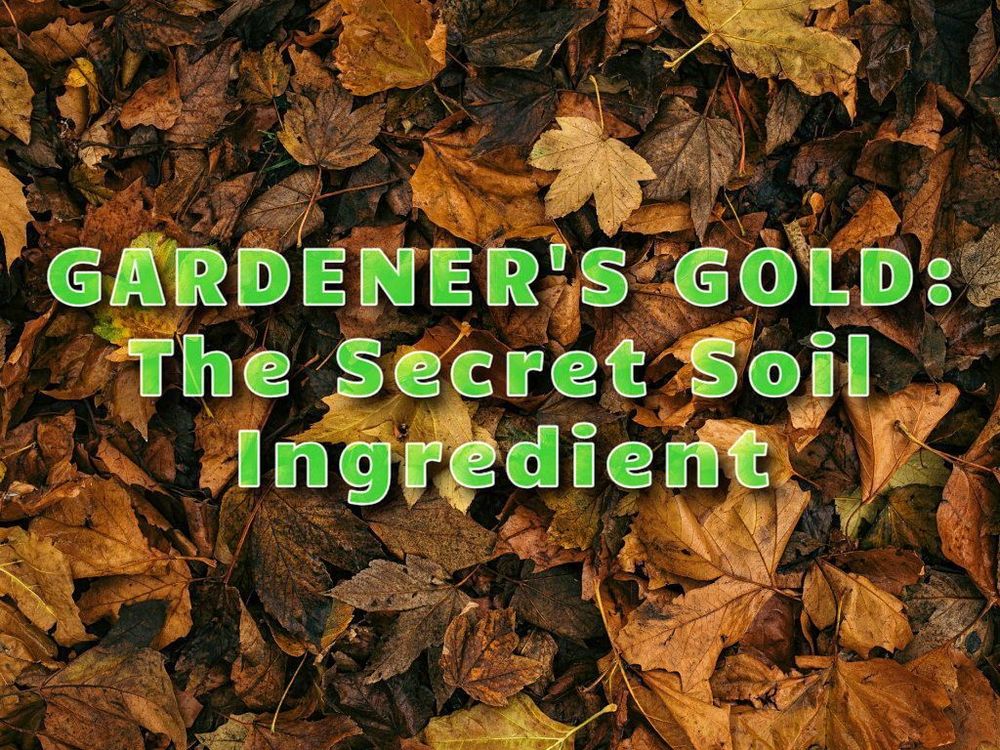A pile of gold and brown leaves with the title "gardener's gold : the secret soil ingredient
