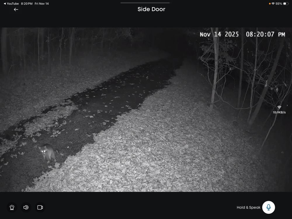 A raccoon standing on its hind legs, looking straight down the barrel of the camera