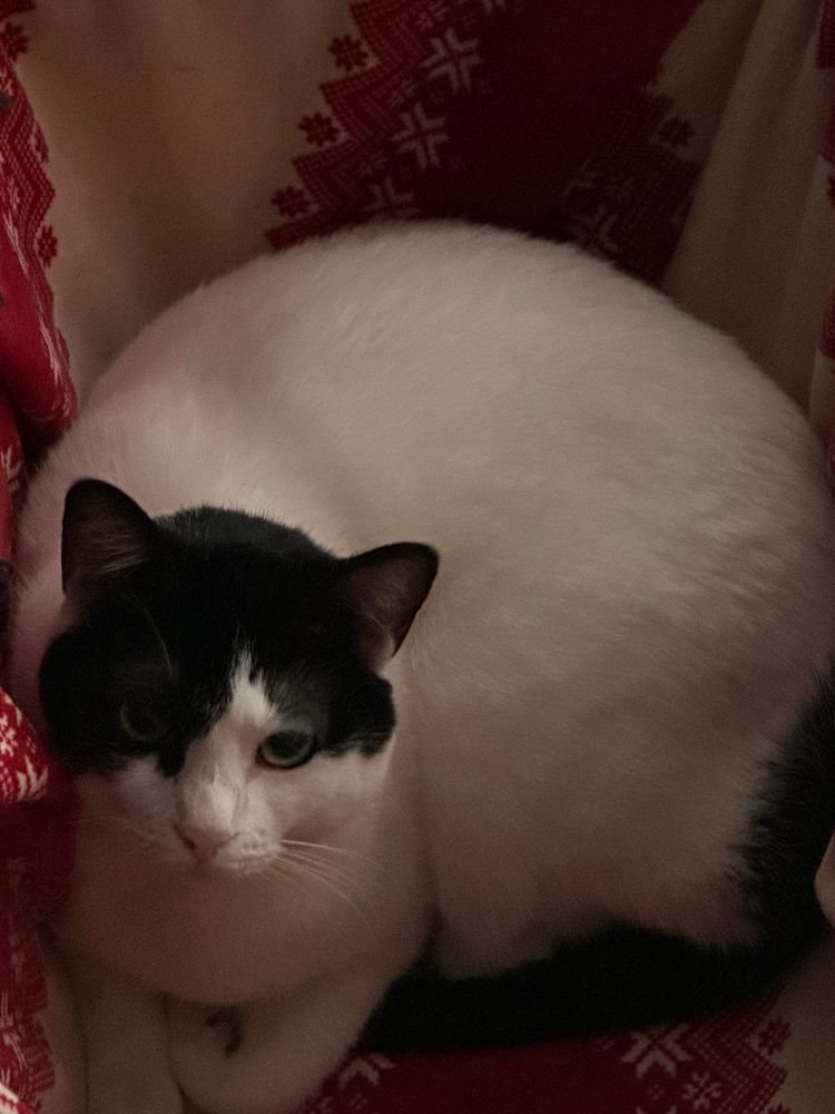 A white and black kitty named mita. She’s laying in a box covered in a Christmas blanket. She looks angrily at the camera 