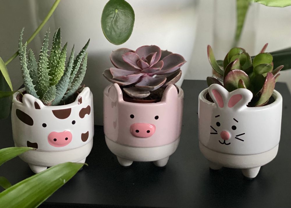 Three tiny animal planters with some plants in them, from left to right a cow, pig and bunny. Also several other leafs from other plants being in frame