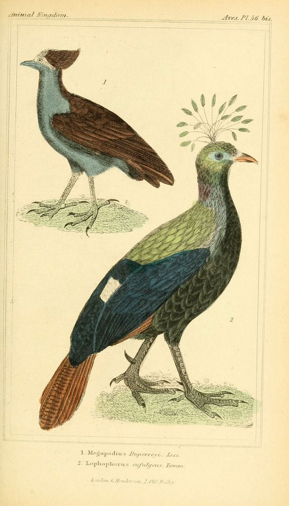 The animal kingdom, arranged according to its organization, serving as a foundation for the natural history of animals. v.1 plates.
London: G. Henderson, 1834-1837.
http://www.biodiversitylibrary.org/item/89321�