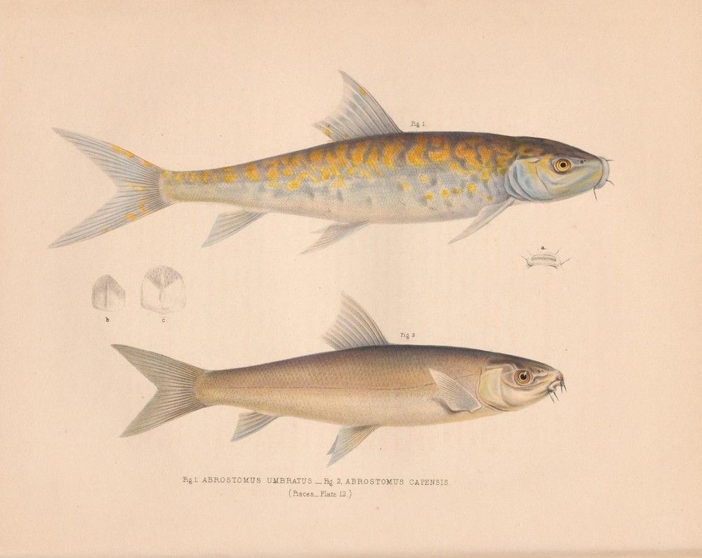 Illustrations of the zoology of South Africa: 
London: Smith, Elder and Co., 1849.
https://biodiversitylibrary.org/page/51606208�